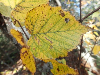 Betula cordifolia, photographed by Allan Harris