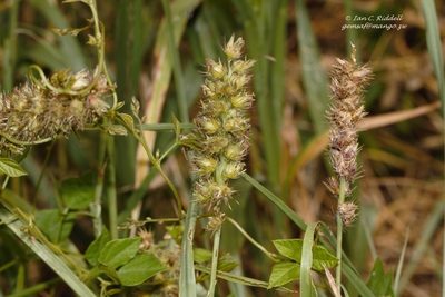 Cenchrus biflorus, photographed by i_c_riddell