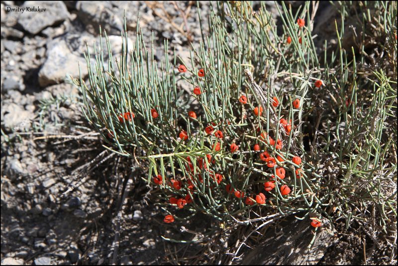 Ephedra intermedia, photographed by Dmitry Kulakov
