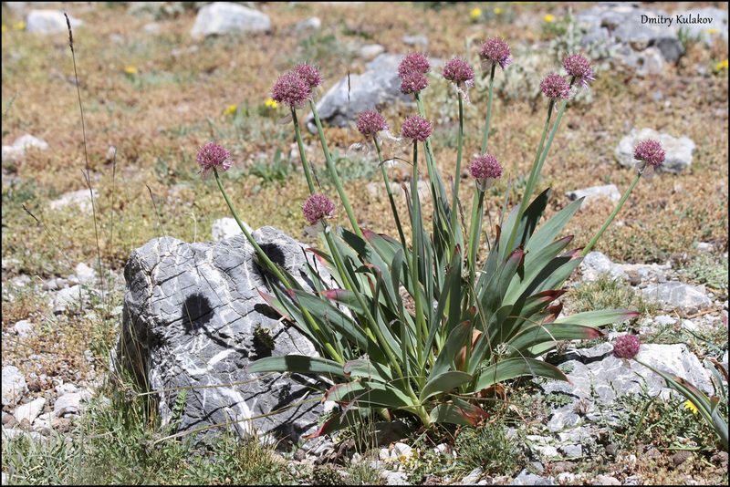 Allium carolinianum, photographed by Dmitry Kulakov