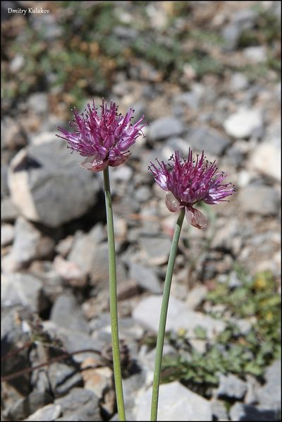 Allium carolinianum, photographed by Dmitry Kulakov