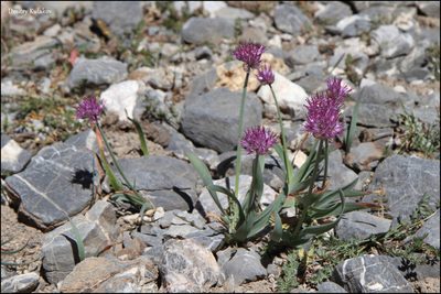 Allium carolinianum, photographed by Dmitry Kulakov