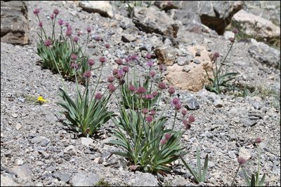 Allium carolinianum, photographed by Dmitry Kulakov