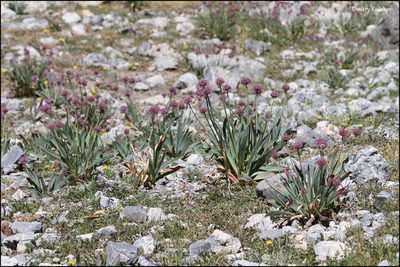 Allium carolinianum, photographed by Dmitry Kulakov