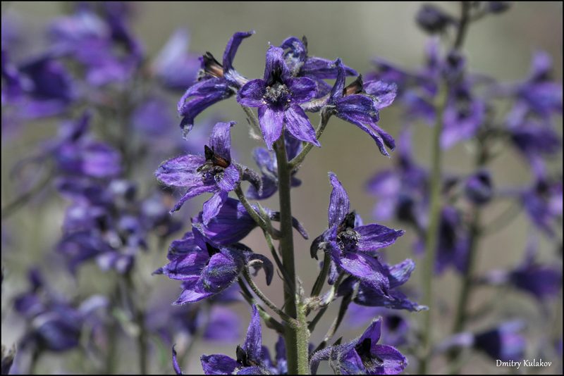 Delphinium oreophilum, photographed by Dmitry Kulakov