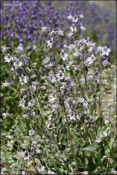 Delphinium oreophilum, photographed by Dmitry Kulakov