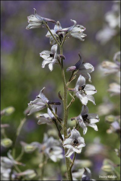 Delphinium oreophilum, photographed by Dmitry Kulakov