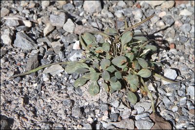 Leiospora subscapigera, photographed by Dmitry Kulakov