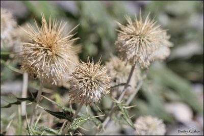 Echinops maracandicus, photographed by Dmitry Kulakov