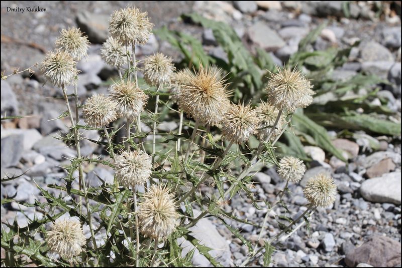 Echinops maracandicus, photographed by Dmitry Kulakov