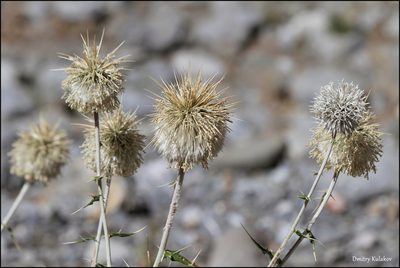 Echinops maracandicus, photographed by Dmitry Kulakov