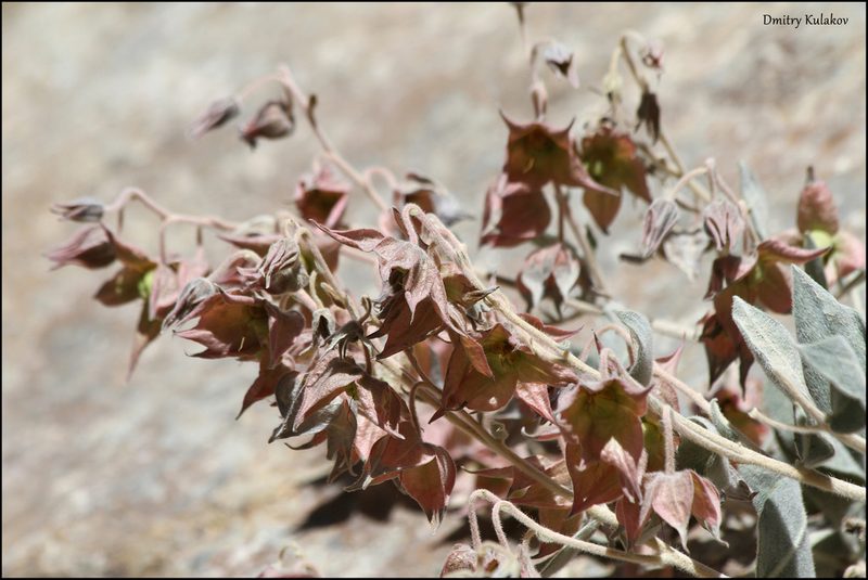 Trichodesma incanum, photographed by Dmitry Kulakov