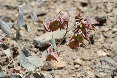 Trichodesma incanum, photographed by Dmitry Kulakov