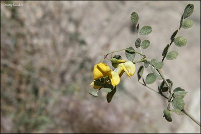 Colutea paulsenii, photographed by Dmitry Kulakov
