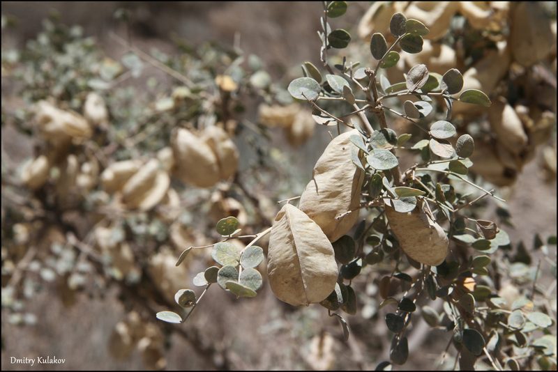 Colutea paulsenii, photographed by Dmitry Kulakov