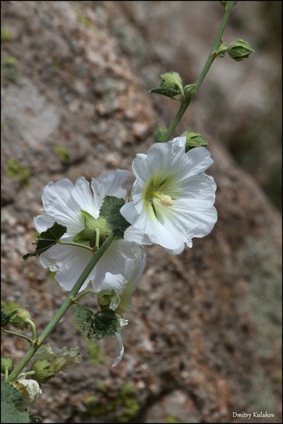 Alcea nudiflora, photographed by Dmitry Kulakov