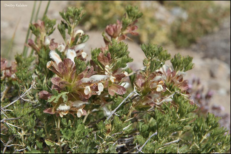 Lagochilus seravschanicus, photographed by Dmitry Kulakov