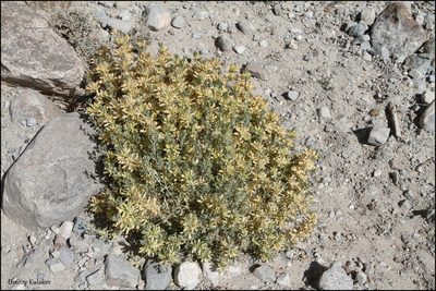 Lagochilus seravschanicus, photographed by Dmitry Kulakov