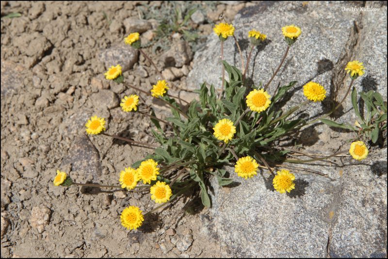 Psychrogeton cabulicus, photographed by Dmitry Kulakov