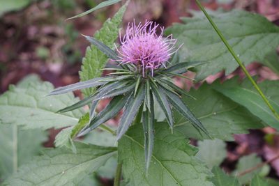 Cirsium oligophyllum, photographed by harum.koh