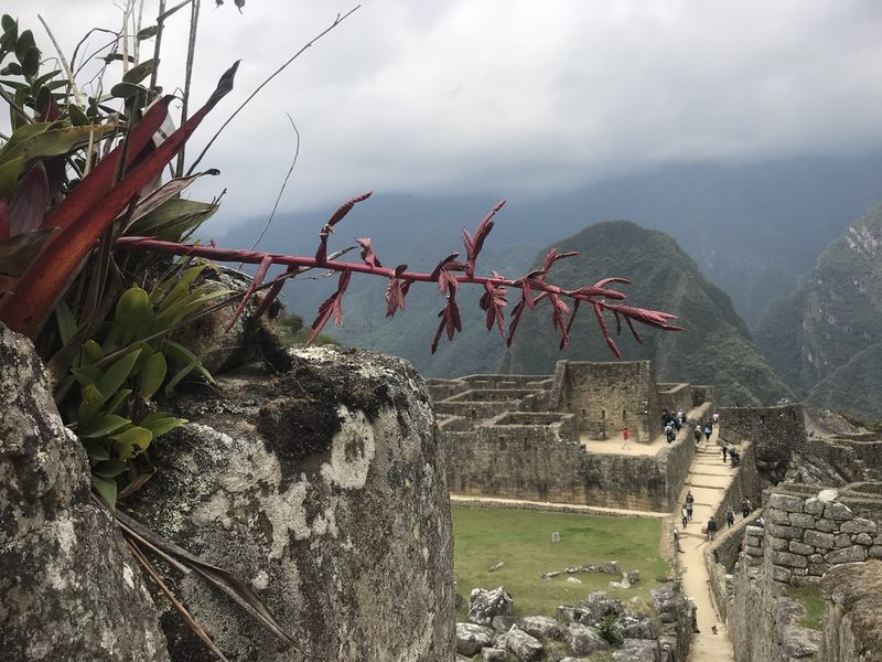Tillandsia machupicchuensis, photographed by Jake Armstrong