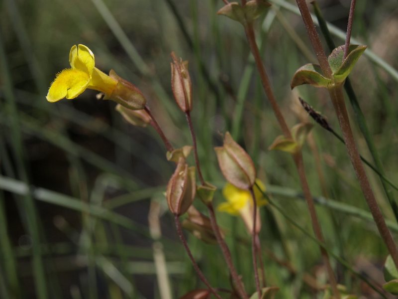 Erythranthe utahensis, photographed by Jim Morefield