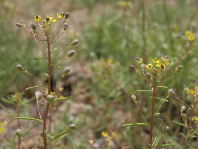 Cleomella parviflora, photographed by Jim Morefield