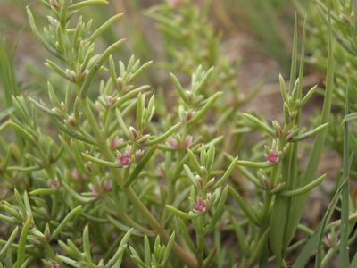 Nitrophila occidentalis, photographed by Jim Morefield