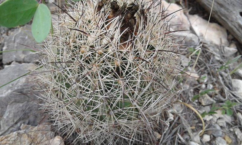 Coryphantha pseudonickelsiae, photographed by Alejandro Sigala Chávez