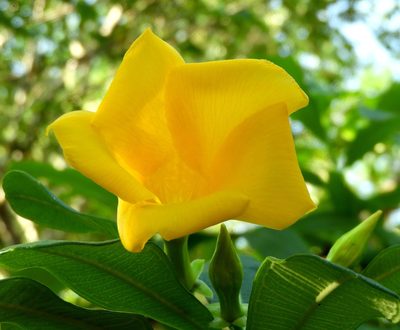 Cascabela ovata, photographed by Francisco Farriols Sarabia