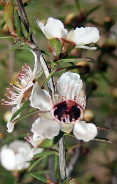 Leptospermum repo, photographed by Peter de Lange