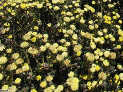 Leucadendron nitidum, photographed by Chris Vynbos