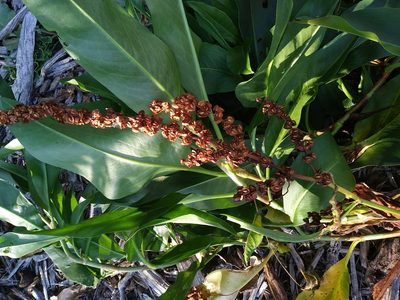 Rumex altissimus, photographed by Jon Hoekstra