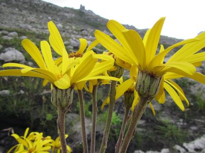 Capelio caledonica, photographed by douglaseustonbrown