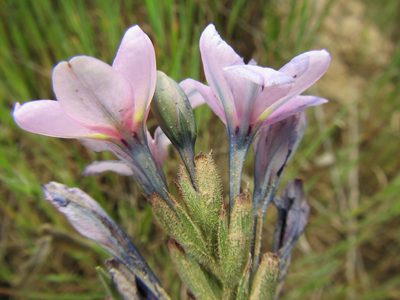 Babiana purpurea, photographed by douglaseustonbrown
