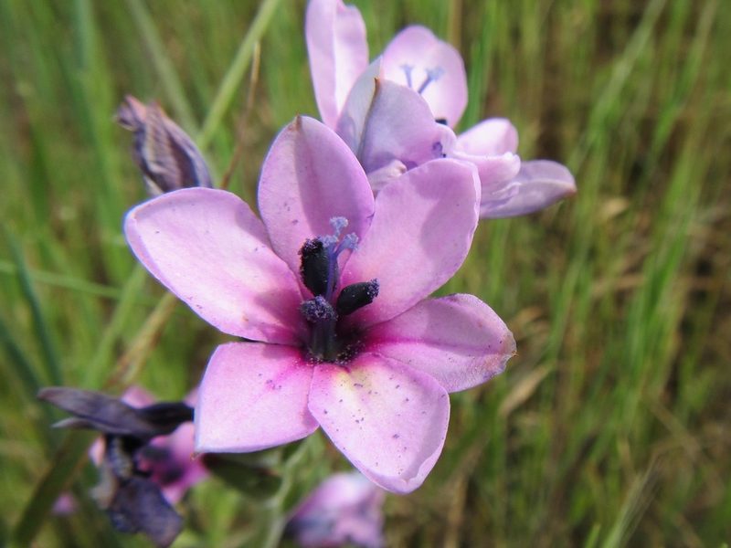 Babiana purpurea, photographed by douglaseustonbrown