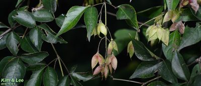 Staphylea bumalda, photographed by Kim, Hyun-tae