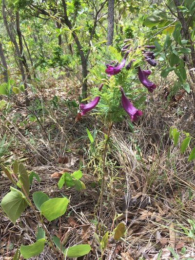 Jacaranda ulei, photographed by Kyle Copas