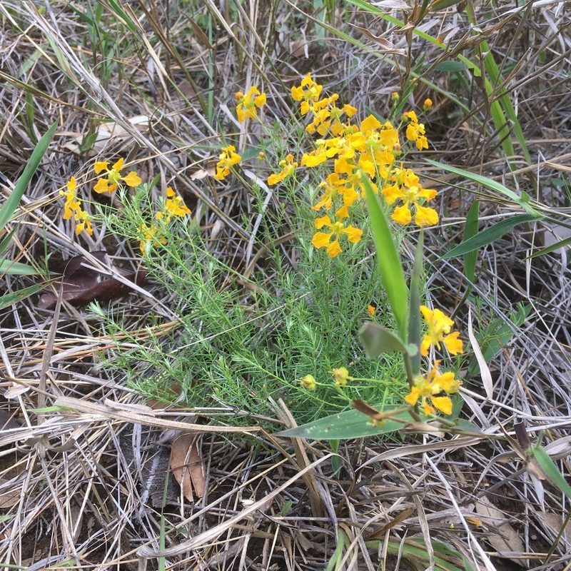 Camarea ericoides, photographed by Kyle Copas