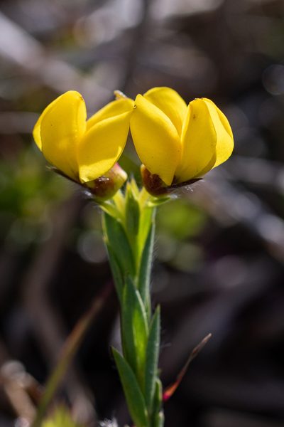 Liparia angustifolia, photographed by magriet b