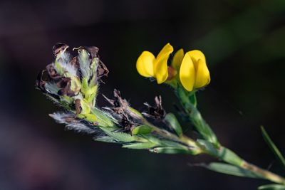 Liparia angustifolia, photographed by magriet b