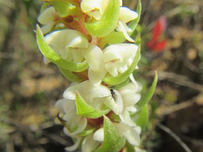 Satyrium bicallosum, photographed by douglaseustonbrown