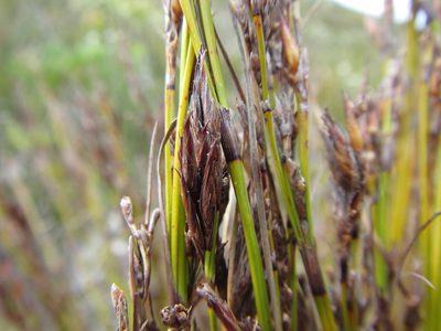 Tetraria fasciata, photographed by douglaseustonbrown