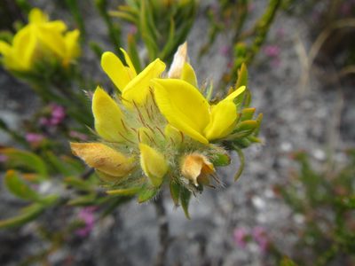 Aspalathus aspalathoides, photographed by douglaseustonbrown
