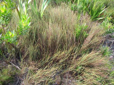 Elegia neesii, photographed by douglaseustonbrown