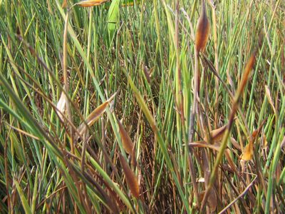 Elegia neesii, photographed by douglaseustonbrown