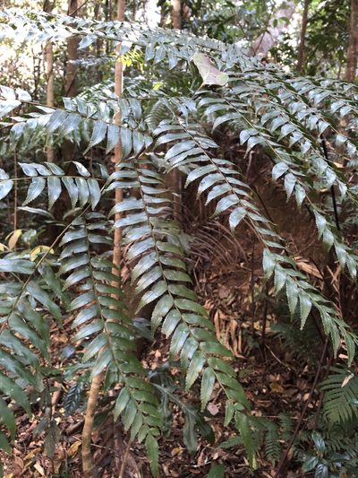 Gymnosphaera rebeccae, photographed by elawrey