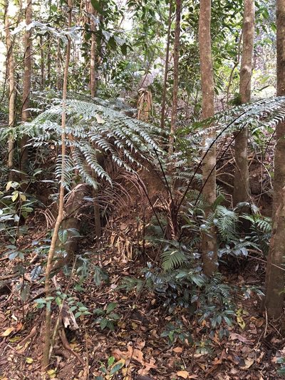 Gymnosphaera rebeccae, photographed by elawrey