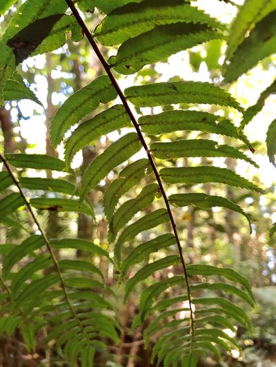Gymnosphaera rebeccae, photographed by elawrey