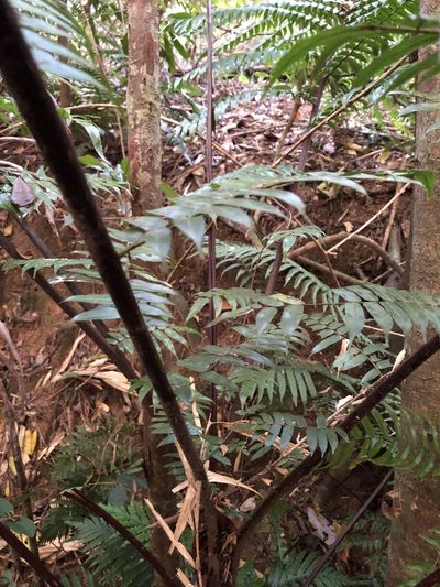 Gymnosphaera rebeccae, photographed by elawrey